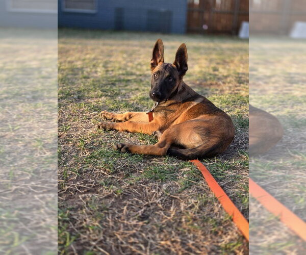 Medium Photo #13 Mutt Puppy For Sale in Imlay City, MI, USA