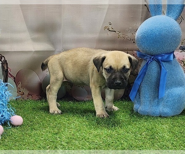 Medium Photo #3 Catahoula Leopard Dog Puppy For Sale in CUMBY, TX, USA