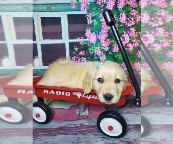 Medium Photo #5 Golden Retriever Puppy For Sale in ELKHART, IN, USA