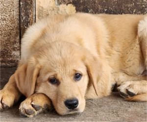 Golden Shepherd Puppy for sale in MODESTO, CA, USA