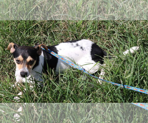 Medium Photo #2 Rat Terrier-Unknown Mix Puppy For Sale in Bandera, TX, USA