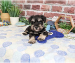 Small #3 Schnauzer (Miniature)