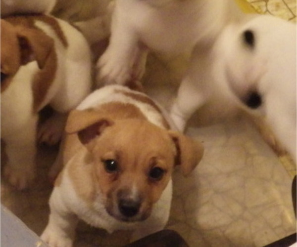 Medium Photo #3 Jack Russell Terrier Puppy For Sale in CINCINNATI, OH, USA