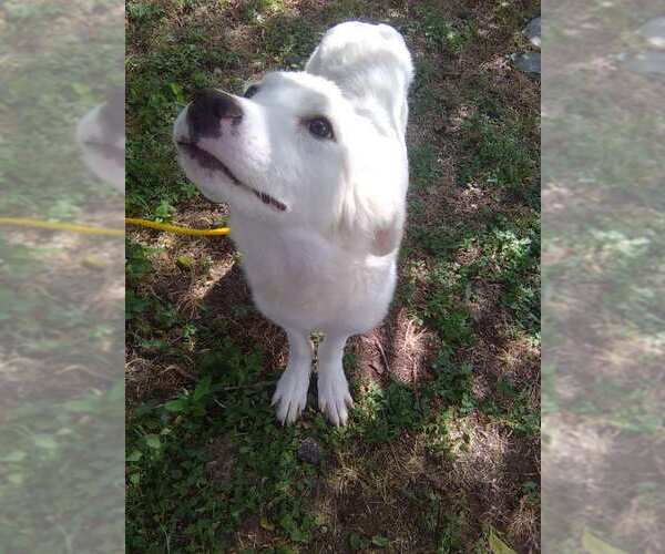 Medium Photo #2 Great Pyrenees Puppy For Sale in Spring, TX, USA