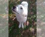 Small #1 Great Pyrenees