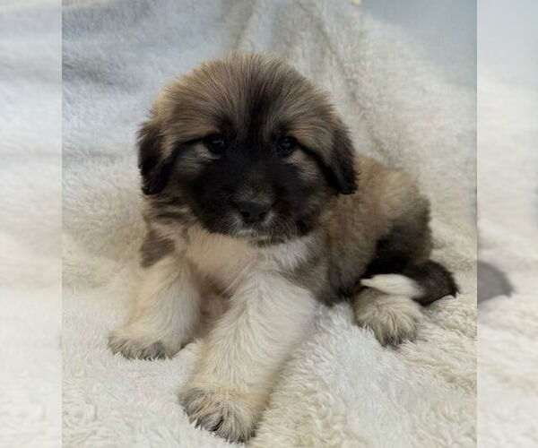 Medium Photo #1 Anatolian Pyrenees Puppy For Sale in MIDWAY, UT, USA