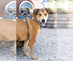 Small #3 Collie-German Shepherd Dog Mix