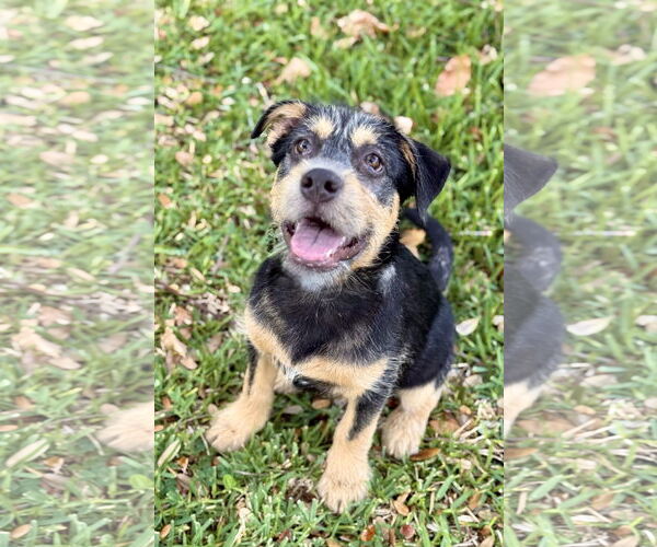 Medium Photo #6 Mutt Puppy For Sale in Royal Palm Beach, FL, USA