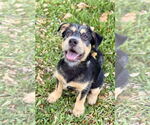 Small #5 Mutt
