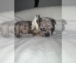 Puppy Puppy 1 French Bulldog
