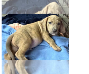 Kenny (GA) - Male Basset Hound-Unknown Mix Dog for Adoption - Photo #4