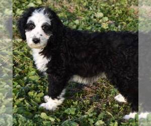 Aussiedoodle Puppy for sale in NEW MADISON, OH, USA