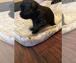 Puppy 1 Bernese Mountain Dog-Labrador Retriever Mix