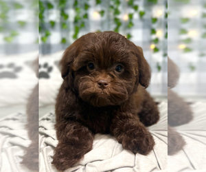 Shih-Poo Puppy for Sale in MARIETTA, Georgia USA