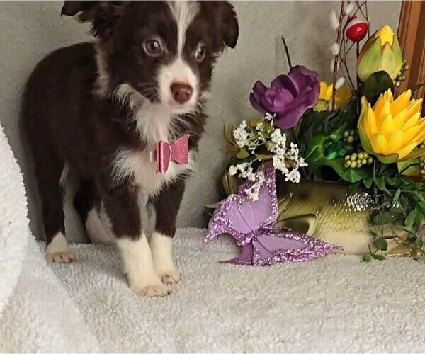 Medium Photo #5 Miniature Australian Shepherd Puppy For Sale in JASONVILLE, IN, USA