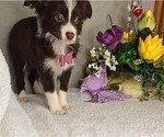 Small #4 Miniature Australian Shepherd