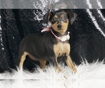Small #4 Miniature Pinscher