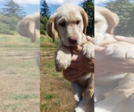 Small #6 Labrador Retriever