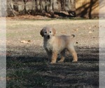 Small Photo #2 Goldendoodle Puppy For Sale in FAIR GROVE, MO, USA