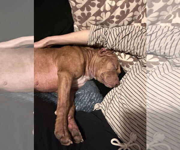 Medium Photo #3 American Pit Bull Terrier-Unknown Mix Puppy For Sale in Berkeley, CA, USA