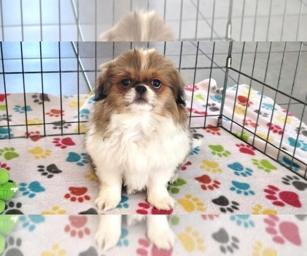 Medium Photo #11 Japanese Chin Puppy For Sale in ORO VALLEY, AZ, USA