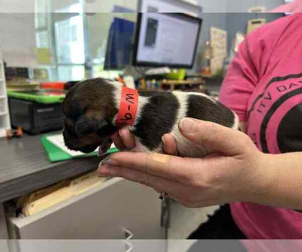 Medium Photo #3 Mutt Puppy For Sale in Evansville, IN, USA