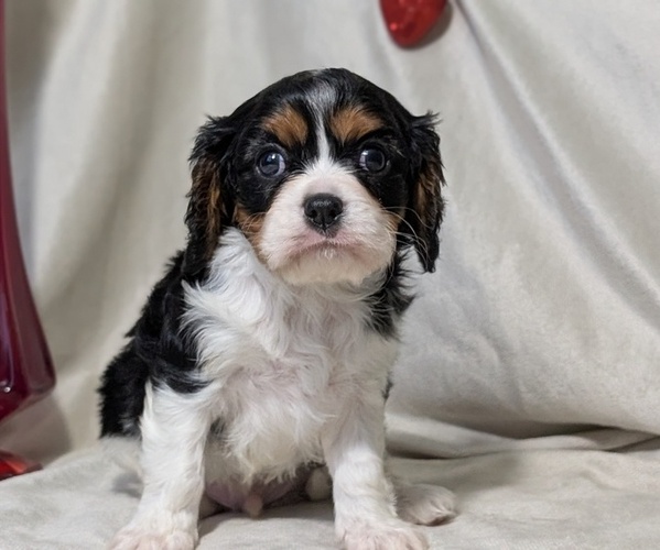 Medium Photo #56 Cavalier King Charles Spaniel Puppy For Sale in GOSHEN, IN, USA