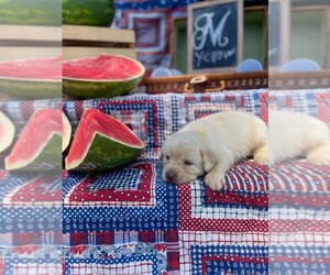 Labrador Retriever Puppy for sale in MAYSVILLE, GA, USA