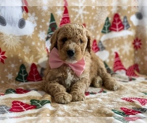 Goldendoodle Puppy for sale in LANCASTER, PA, USA