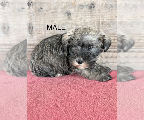 Medium Photo #2 Schnauzer (Miniature) Puppy For Sale in VERMONTVILLE, MI, USA