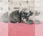 Litter of 8 - Male(s) and Female(s) Schnauzer (Miniature)Litter of Puppies for Sale - Photo #2