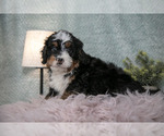 Small #1 Bernedoodle (Miniature)