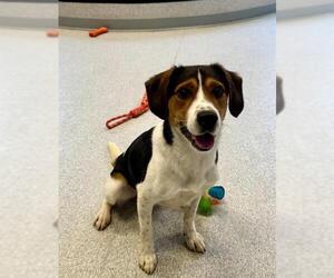 Beagle Dogs for adoption in Toronto, Ontario, Canada