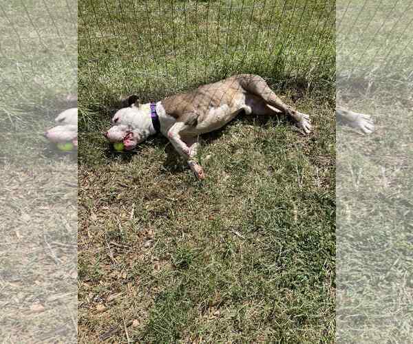 Medium Photo #7 American Pit Bull Terrier-Unknown Mix Puppy For Sale in Rustburg, VA, USA