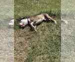 Small Photo #7 American Pit Bull Terrier-Unknown Mix Puppy For Sale in Rustburg, VA, USA