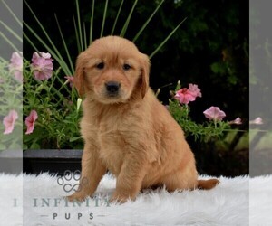 Golden Retriever Puppy for sale in NEWPORT, PA, USA