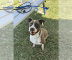 Small #2 American Staffordshire Terrier Mix