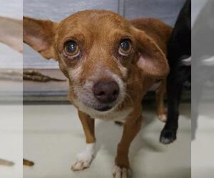 Chihuahua Dogs for adoption in Bakersfield, CA, USA