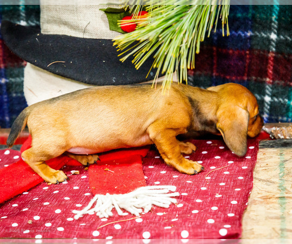 Medium Photo #13 Dachshund Puppy For Sale in WAKARUSA, IN, USA