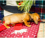 Small Photo #13 Dachshund Puppy For Sale in WAKARUSA, IN, USA