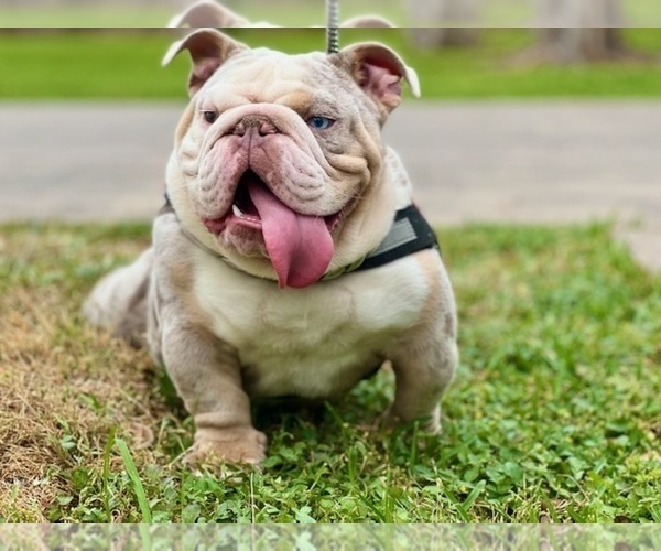 Medium Photo #5 English Bulldog Puppy For Sale in HOUSTON, TX, USA