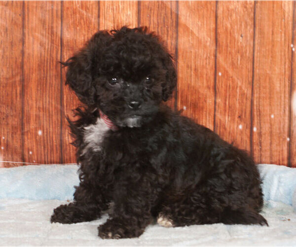 Medium Photo #1 Shih-Poo Puppy For Sale in PENNS CREEK, PA, USA