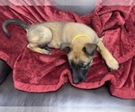 Small Photo #133 Belgian Malinois Puppy For Sale in REESEVILLE, WI, USA