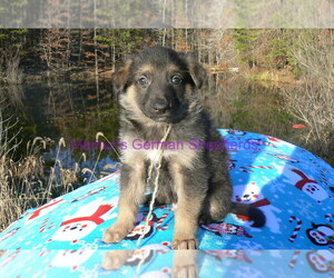 German Shepherd Dog Puppy for Sale in PIEDMONT, Missouri USA