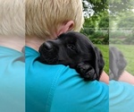 Small Photo #6 Labrador Retriever Puppy For Sale in ALLEGHENYVILLE, PA, USA