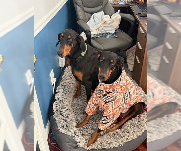 Medium Photo #4 Doberman Pinscher Puppy For Sale in Aurora, OH, USA