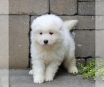 Small Photo #1 Samoyed Puppy For Sale in LEOLA, PA, USA