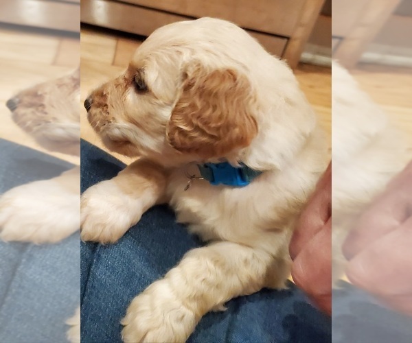 Medium Photo #1 Goldendoodle Puppy For Sale in LAWRENCEVILLE, GA, USA