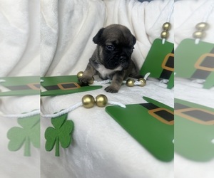 French Bulldog Puppy for sale in GALESBURG, IL, USA