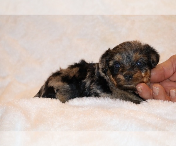 Medium Photo #16 Poodle (Toy)-YorkiePoo Mix Puppy For Sale in DYERSBURG, TN, USA
